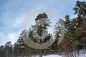 Winter landscape, nature reserve, laponian area, laponia, Norrbotten, Lapland, Sweden