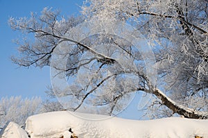 Winter Landscape in Northeast China. rime on trees