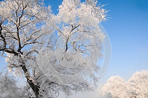 Winter Landscape in Northeast China. rime on trees photo