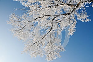 Winter Landscape in Northeast China. rime on trees