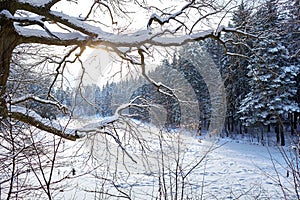 Winter landscape, oak branches covered with snow against the background of fir trees