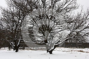 Winter landscape with oaks.