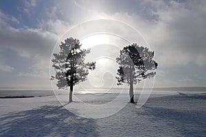 Winter landscape of a pair of trees at the ocean`s edge