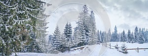 Winter landscape, panorama, banner - view of the snowy pine forest in the mountains