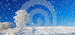 Winter landscape a panorama with the blue sky, a field and the o