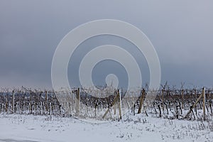 Winter landscape panorama. Snow covered vineyard. In the background of Palava. No sky is fog and cloudy sky