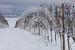 Winter landscape panorama. Snow covered vineyard. In the background of Palava. No sky is fog and cloudy sky