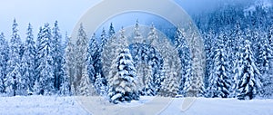 Winter landscape. Panoramic winter forest. Snowy Christmas trees in mountains. Frosty nature in mountain valley