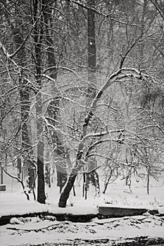 Winter landscape in the park