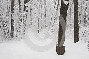 Winter landscape with a park