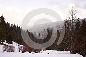 Winter landscape from Peles Castle Sinaia Romania