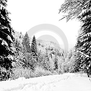 Winter landscape in Piatra Craiului National Park