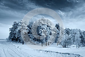 Winter landscape pine boron, pine in the snow