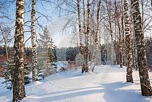 Winter landscape of pine forest and birch trees. The evening sunset sun illuminates birches standing on a snow hill.