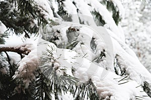 Winter landscape with a pine forest covered with snow during a snowfall with snow-covered tree branches in the