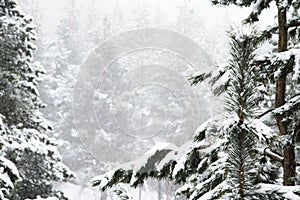 Winter landscape with a pine forest covered with snow during a snowfall with snow-covered tree branches in the