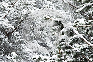 Winter landscape with a pine forest covered with snow during a snowfall with snow-covered tree branches in the