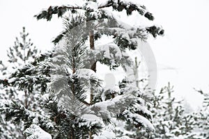 Winter landscape with a pine forest covered with snow during a snowfall with snow-covered tree branches in the