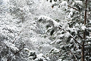 Winter landscape with a pine forest covered with snow during a snowfall with snow-covered tree branches in the