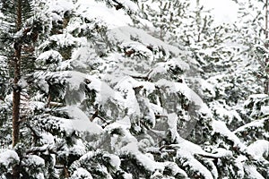 Winter landscape with a pine forest covered with snow during a snowfall with snow-covered tree branches in the