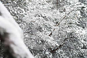 Winter landscape with a pine forest covered with snow during a snowfall with snow-covered tree branches in the