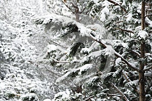 Winter landscape with a pine forest covered with snow during a snowfall with snow-covered tree branches in the