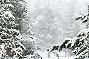 Winter landscape with a pine forest covered with snow during a snowfall with snow-covered tree branches in the