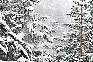 Winter landscape with a pine forest covered with snow during a snowfall with snow-covered tree branches in the