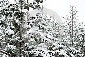 Winter landscape with a pine forest covered with snow during a snowfall with snow-covered tree branches in the