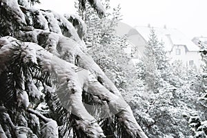 Winter landscape with a pine forest covered with snow during a snowfall with snow-covered tree branches in the