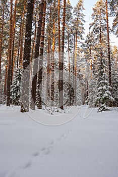 Winter landscape of pine forest. Spruce and pine trees in white snow.