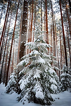 Winter landscape of pine forest. Spruce and pine trees in white snow.