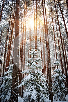 Winter landscape of pine forest. Spruce and pine trees in white snow.