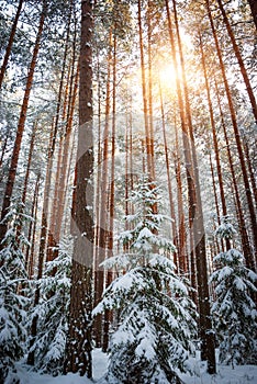 Winter landscape of pine forest. Spruce and pine trees in white snow.