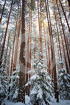 Winter landscape of pine forest. Spruce and pine trees in white snow.