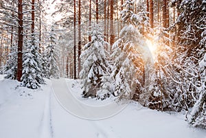 Winter landscape of pine forest. Spruce and pine trees in white snow.