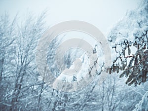 Winter landscape with pine trees covered with fresh white snow. Carpathian Mountains in Romania