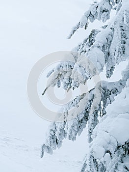 Winter landscape with pine trees covered with fresh white snow. Carpathian Mountains in Romania