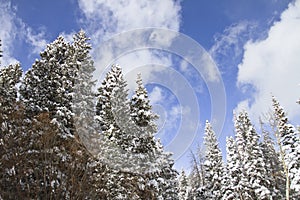 Winter landscape with pine trees covered in snow