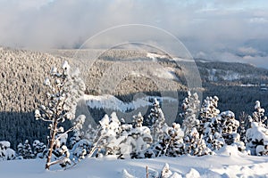 Zimná krajina s borovicami v horách