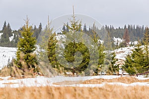 Winter landscape with pine trees