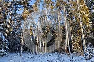 Winter landscape, pines in winter snow.