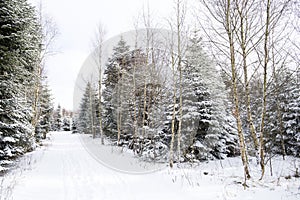 Pinetrees filled with snow and a path in the middle photo