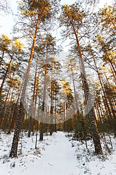 Winter landscape of piny wood in Karelia