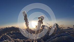 Winter landscape plant covered with snow against the background of sunset. Frozen growths against the background of a