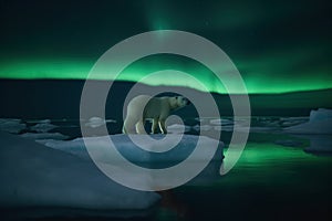 Winter landscape - polar bear on an ice floe and the northern lights, Aurora borealis