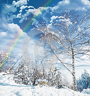 Winter, landscape and rainbow in forest with snow on trees in countryside, environment or woods. Sunshine, clouds or