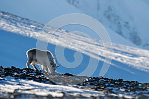 Winter landscape with reindeer. Wild Reindeer, Rangifer tarandus, with massive antlers in snow, Svalbard, Norway. Svalbard deer on