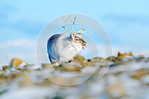 Winter landscape with reindeer. Wild Reindeer, Rangifer tarandus, with massive antlers in snow, Svalbard, Norway. Svalbard deer on