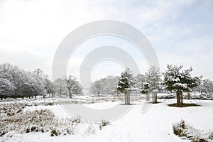 Winter landscape of Richmond Park